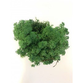 DECORATIVE MOSS MOSS 125G GREEN PBH PENTACOLOR 507-900 PENTACOLOR